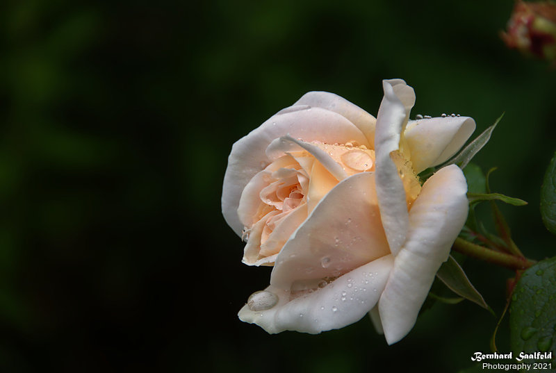 Bernhard Saalfeld - Gartenrose (1v9)